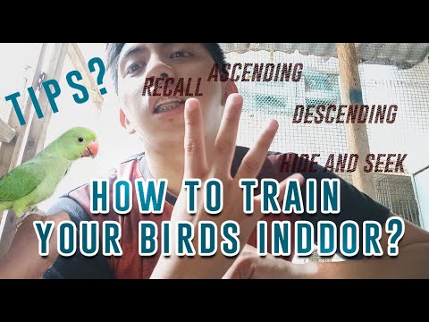 STEP BY STEP! How to train your Freeflight Birds INDOOR  #PPFF #PPFFSOUTH