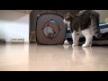 アミのお気に入り。