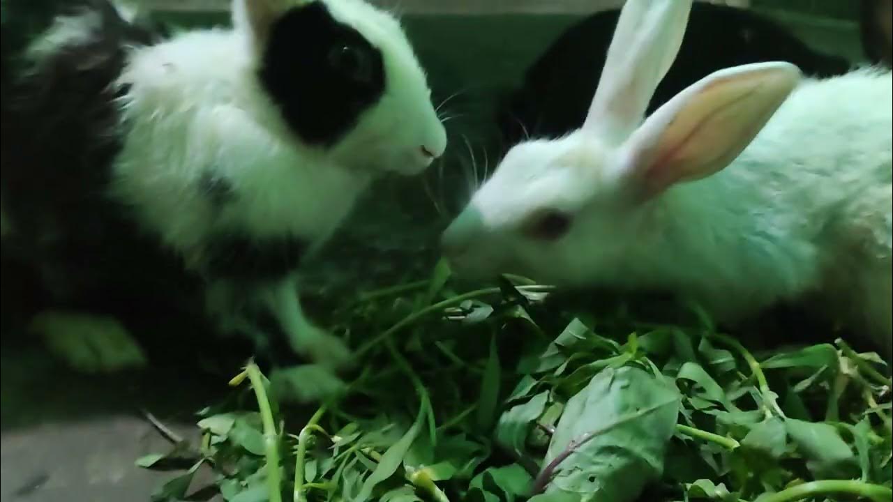 Rabbit eating leafy grass. Best Grass for rabbits. Rabbit eating its