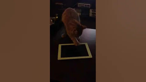 Merlin vs IPad
