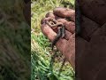 Solucanlar toprak için bir değerdir...