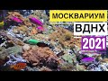 МОСКВАРИУМ НА ВДНХ 2021 🐠🐙🐟🦀🦈🐊🐡🐬🦦