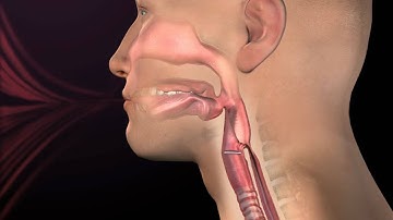 Normal Respiration and Swallow