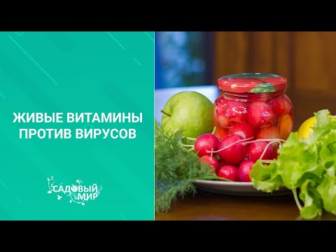 Video: Венадагы редиска тамагы