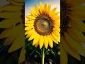 Why Sunflowers Move Like This 🌻
