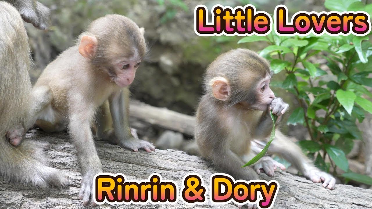 【赤ちゃん・ニホンザル・４K動画】年末でお忙しいでしょうが見てもらえますか？😅　Ranran’s Daugther Rinrin & Dropping Eyes Family Dory