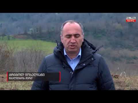 წყალტუბოს რაიონში მდებარე ჩაის პლანტაციებს რეაბილიტაცია უტარდება