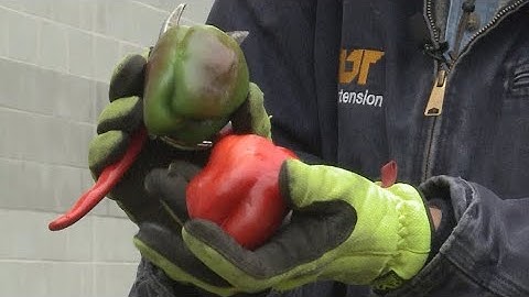 When to Pick Bell Peppers – This Week in the Garden