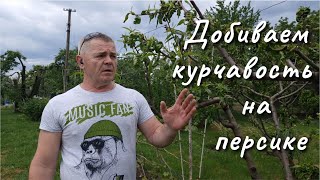 Два препарата против курчавости персика.Третья обработка.