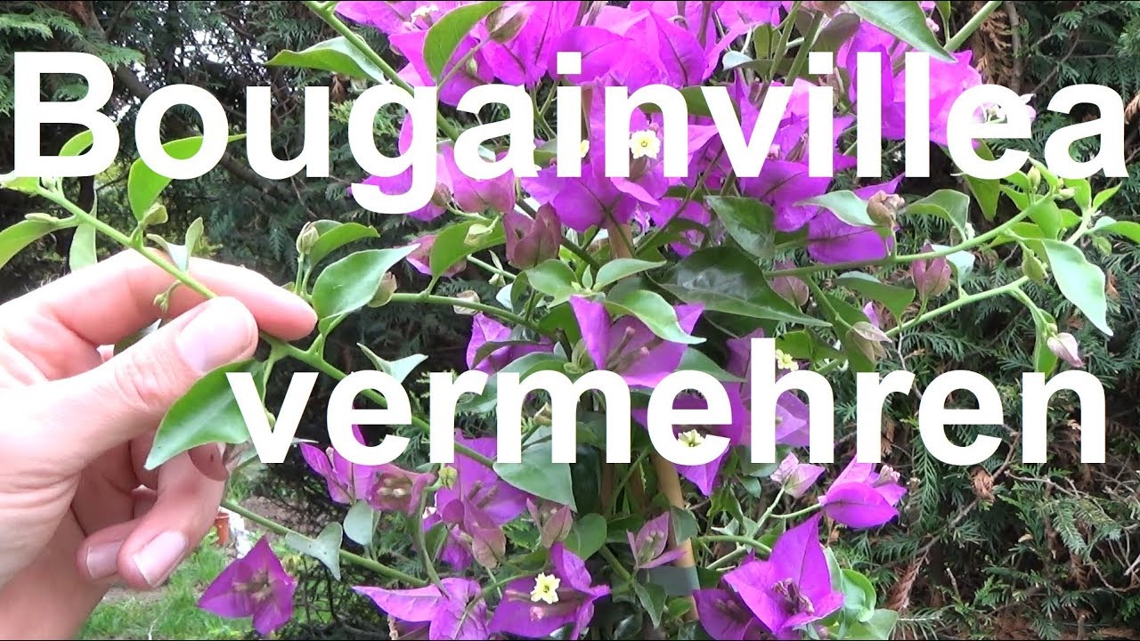 Teil 1: Mediterraner Garten Bougainvillea Drillingsblume