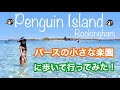 ペンギン島に歩いて渡ってみた！パースから日帰りで行ける鳥とペンギンの楽園★