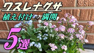 【花】ワスレナグサの育て方・植え付け