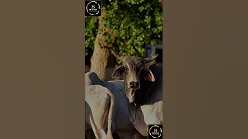 Sapi brahman #cow #sapigemuk #sapigemuk #sapipedaging #sapi #sapimakan #animals