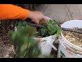 Gardening With Cody Week 7: Hydroponic System Online!