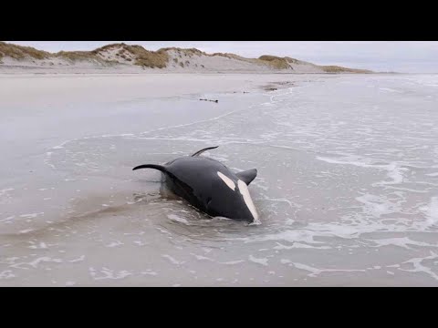 Video: Whale Watch von Orkney