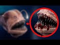 Top 10 Most Bizarre Sea Creatures