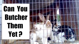 When Should You Butcher Meat Rabbit Kits? | The BEST Age and Weight