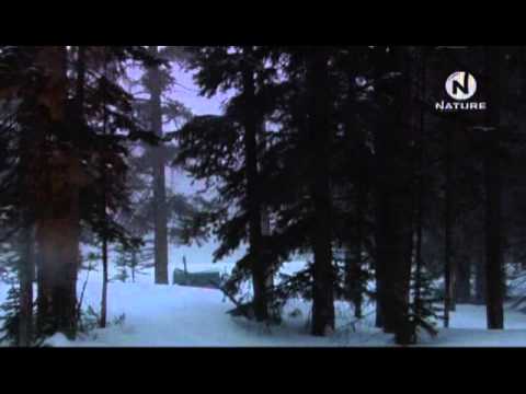 Videó: A legjobb téli nemzeti parkok