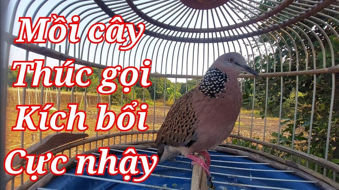 Cu gáy mồi giọng chuẩn gáy kích bổi rất nhậy - cu gáy mồi cây thúc gọi kích mồi rất hiệu quả