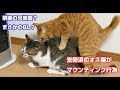 まさかのBL？　禁断の兄弟愛？　兄弟猫にまたがってマウンティング行為をするオス猫