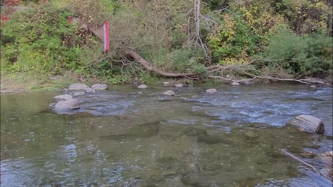 Salmon Run Bowmanville YouTube