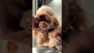 Toypoodle's Incredible Drumming Skills! #toypoodle #cutepuppy #toy #dog