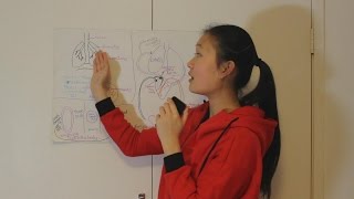 As Biology Cie Alveoli, Capillaries, Body Cells Gas Exchange -Carbon Dioxide And Oxygen