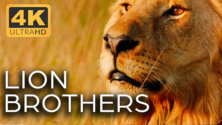 Lions: Kings of the Savannah | Roar of the Wild Ep. 1 | 4K UHD Documentary