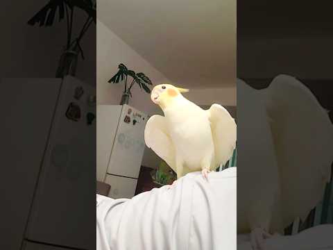 Lyle’s Cute Cookie Song is sounding just perfect! 🎶🐥❤️ #cockatielscraze