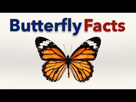 How many wings does a butterfly have?