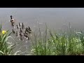 Lo show degli anatroccoli di germano reale. È ora del primo tuffo con mamma nei corsi d'acqua di ...