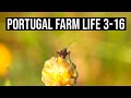 A Bunch of FARM stuff and Gina BREAKS her LEG!!! | PORTUGAL FARM LIFE S3-E16 🐟