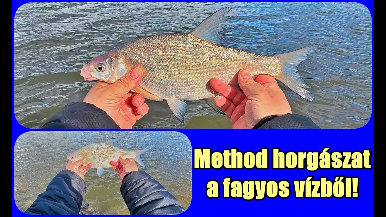METHOD horgászat a FAGYOS,  zavaros dunai öbölből. A kis csalik működtek. #methodfeeder