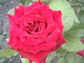 Мои прекрасные розы My beautiful roses