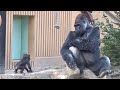 飼育員さんの事を信頼して赤ちゃんを任せる母ゴリラのゲンキ⭐️Gorilla【京都市動物園】Genki trusted the zookeeper and not her husband and son