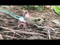 Ribbon Snake attempting to eat a Bronze Frog.