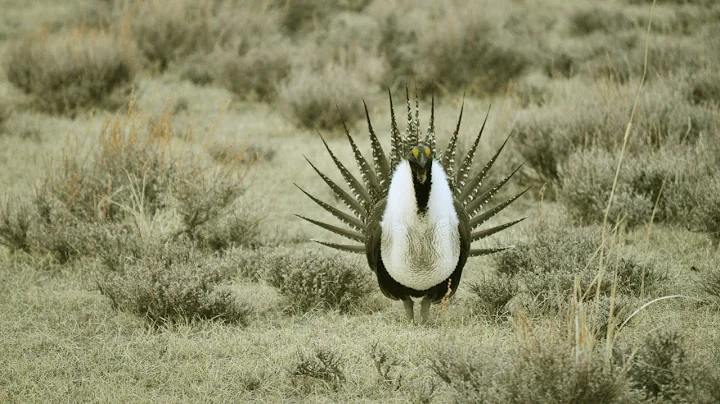 Interior Dept. may cut sage grouse protections