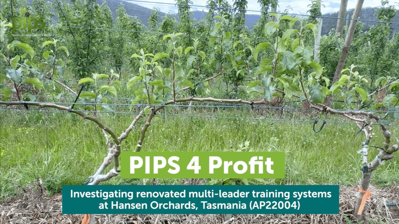 Исследование обновленных систем обучения для нескольких руководителей в саду Хансен, Тасмания (AP...