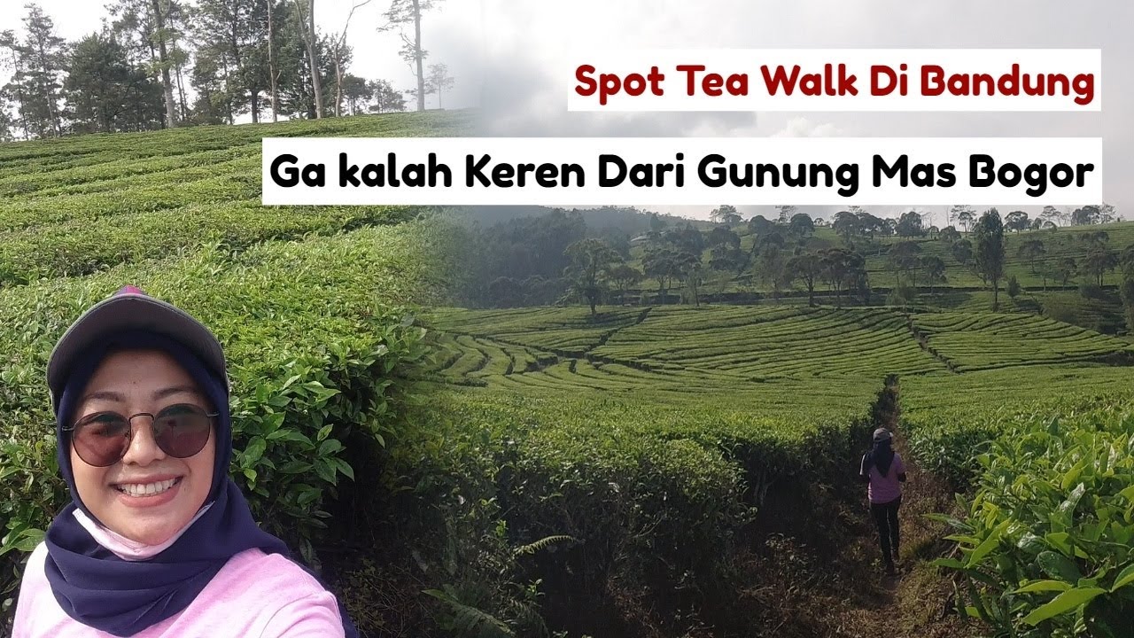 Tempat Tea Walk Bandung Di Wisata kebun teh Lembang Ga Kalah Keren Dari Gunung Mas Bogor