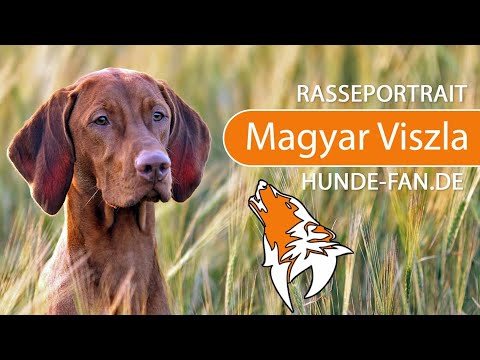 ► Magyar Vizsla [2019] Rasse, Aussehen &amp; Charakter