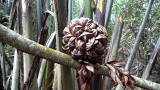 Panen Buah Nipah Yang Tumbuh Liar Di Tepi Muara