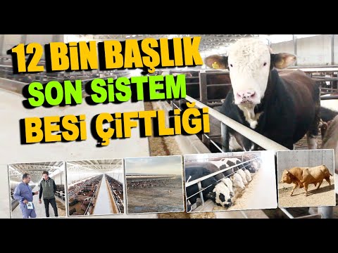 180 DÖNÜM ÜZERİNE KURULU 12 BİN BAŞLIK SON SİSTEM BESİ ÇİFTLİĞİ / ÇOMAK BESİ ÇİFTLİĞİ - POLATLI