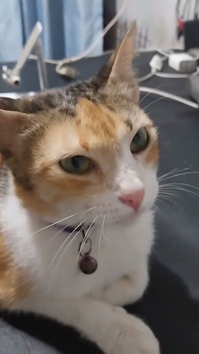 #shortvideo #viralvideo #cat #catlovers #beautiful cat
