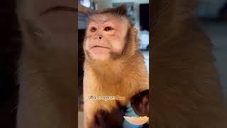 Cute Animal Moments That Heal All Unhappiness #AnimalFacts  #InterestingFacts #AnimalBehavior