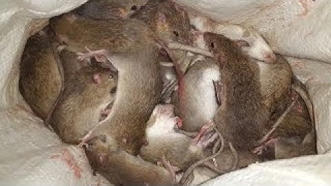 Bắt chuột đồng về đêm (chuột như thế này sao trồng lúa?) GCSQ!