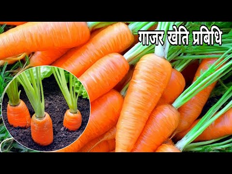 वीडियो: गाजर को अलग-अलग तरीकों से कितना पकाना है