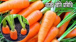 गाजर खेति प्रबिधि- carrot farming method