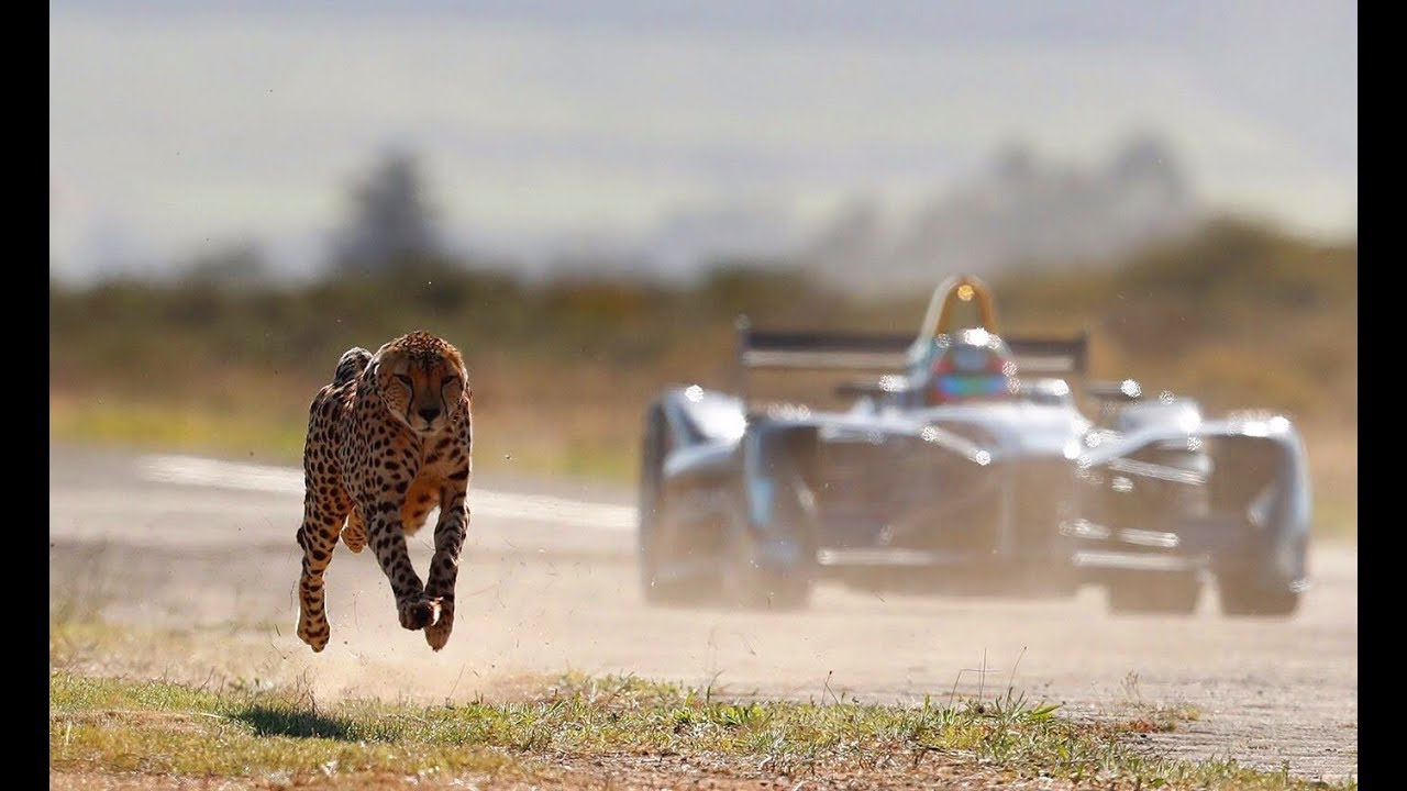 Αποτέλεσμα εικόνας για Drag Race: Formula E Car vs Cheetah