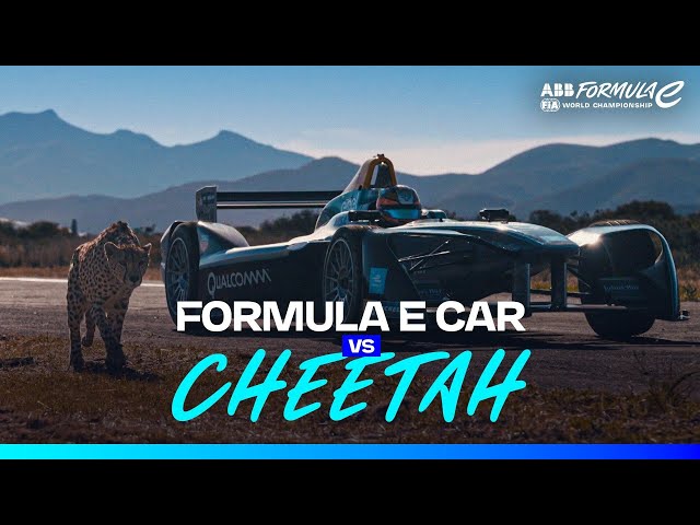 Formula E Electric Race Car Vs Actual Cheetah See Who Wins In A Formula E Electric Race Car Vs Actual Cheetah See Who Wins In A Inverse