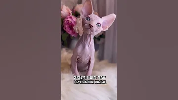Породы котиков, которые любят сидеть на руках #кот #коты #кошка